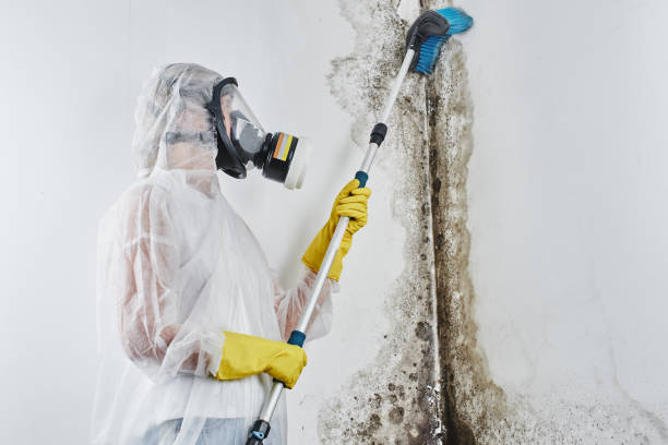 Best Localized Mold Remediation (e.g., coastal areas, humid climates) in Wauconda, IL