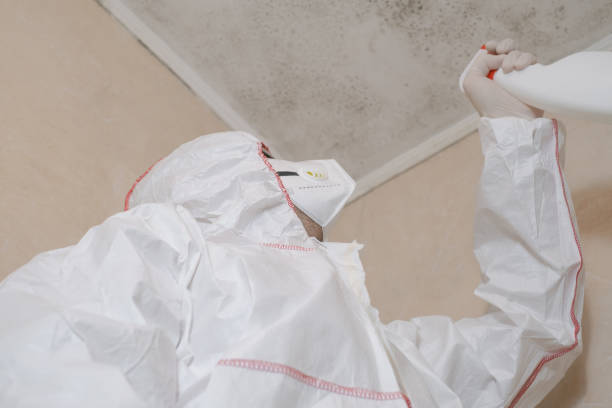 Best Basement Mold Remediation in Wauconda, IL