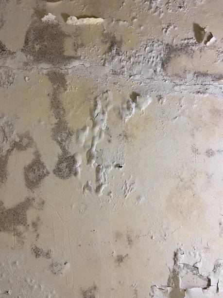 Best Post-Flood Mold Remediation in Wauconda, IL