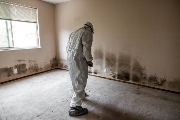 Best Black Mold Remediation in Wauconda, IL