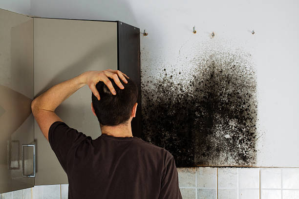 Best Attic Mold Remediation in Wauconda, IL