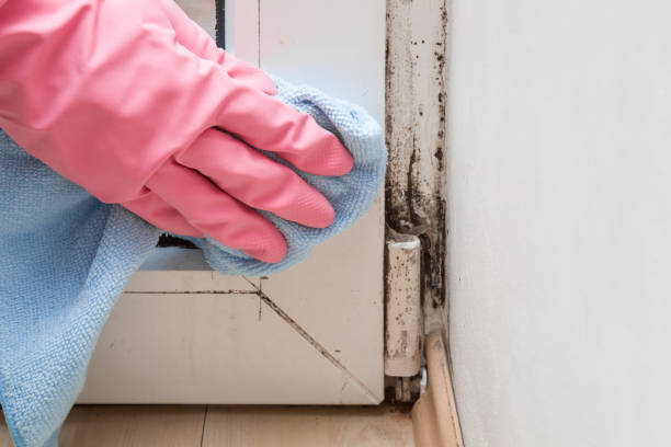 Best Emergency Mold Remediation in Wauconda, IL