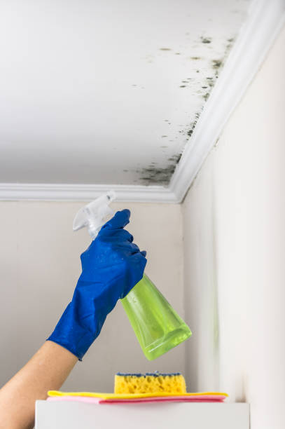 Best Post-Flood Mold Remediation in Wauconda, IL